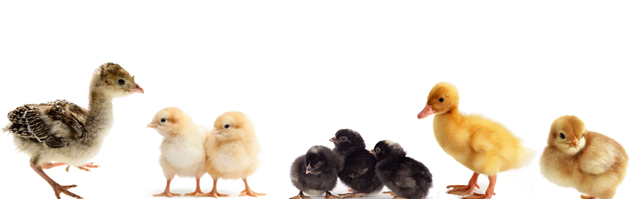 Civciv Satışı – Toptan Yumurtalık ve Etlik Civciv Fiyatları